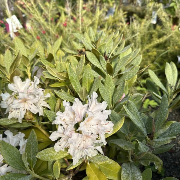 plante fleurie