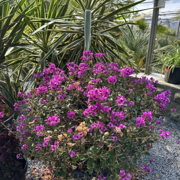 plante fleurie