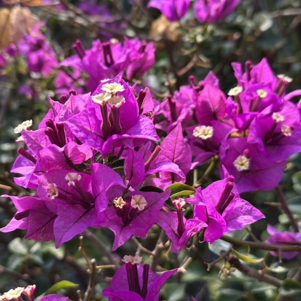 plante fleurie